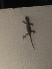 Gekko japonicus