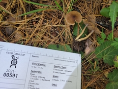 Inocybe plurabellae