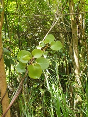 Muehlenbeckia complexa grandifolia