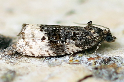 Shoulder-spot Marble
