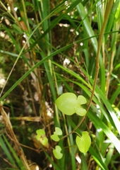 Muehlenbeckia complexa grandifolia