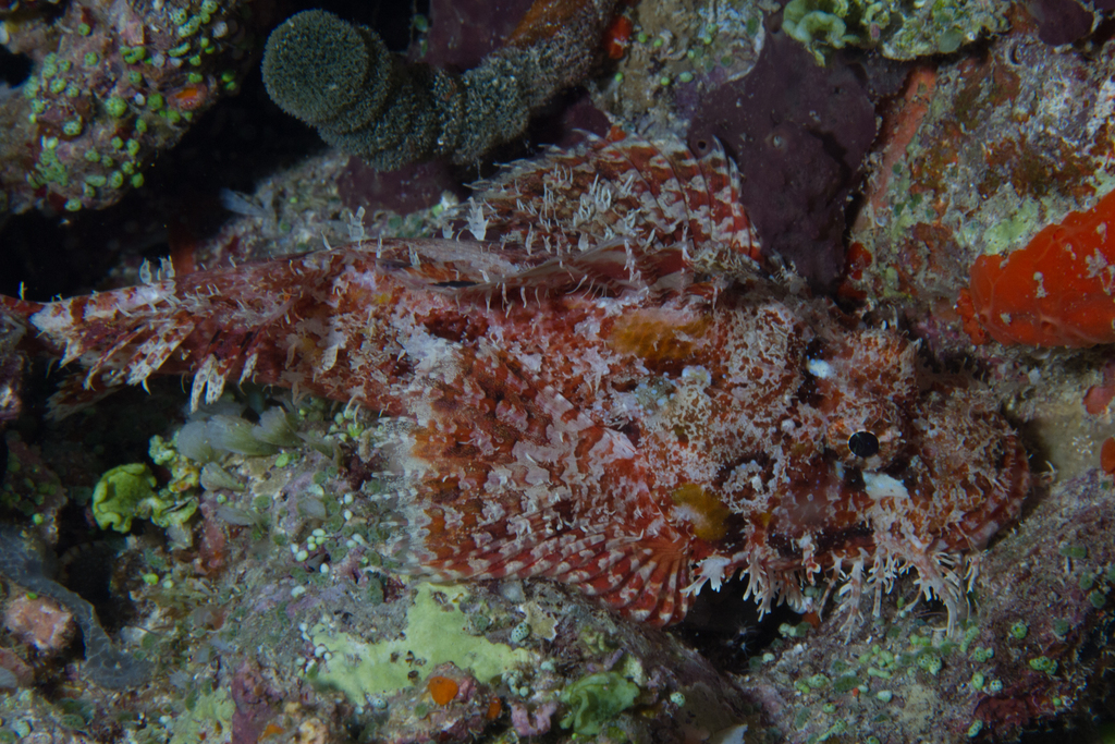 Eschmeyer's scorpionfish (Scorpaenopsis eschmeyeri) — Scorpaenidae