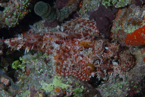 Eschmeyer's scorpionfish (Scorpaenopsis eschmeyeri) — Scorpaenidae