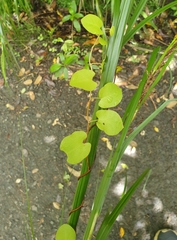 Muehlenbeckia complexa grandifolia