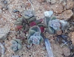 Dudleya brevifolia