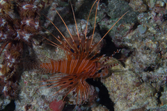 Pterois antennata
