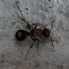 Sigilla dorsata