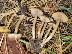 Inocybe plurabellae