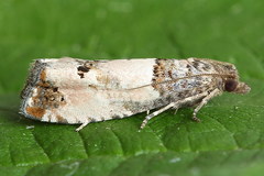 Notocelia incarnatana