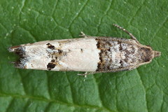 Notocelia incarnatana