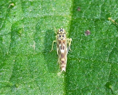 Eupteryx urticae