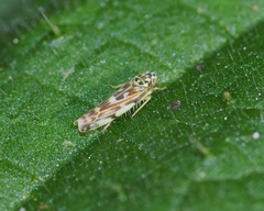 Eupteryx urticae