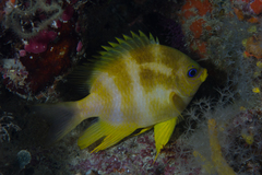 Amblyglyphidodon aureus