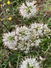 Allium ericetorum