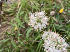 Allium ericetorum