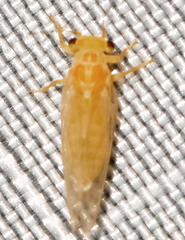 Cacopsylla annulata
