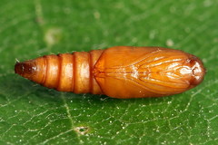 Notocelia roborana