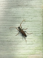 Leptura modicenotata