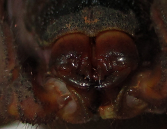 Parabuthus transvaalicus