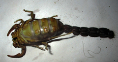 Parabuthus transvaalicus