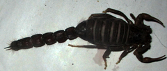 Parabuthus transvaalicus