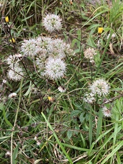 Allium ericetorum