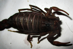 Parabuthus transvaalicus