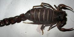 Parabuthus transvaalicus
