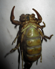 Parabuthus transvaalicus