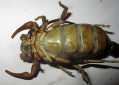 Parabuthus transvaalicus