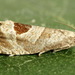 Bramble Shoot Moth - Photo (c) Andrey Ponomarev, some rights reserved (CC BY-NC), uploaded by Andrey Ponomarev