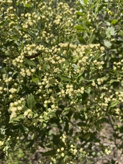 Baccharis halimifolia image