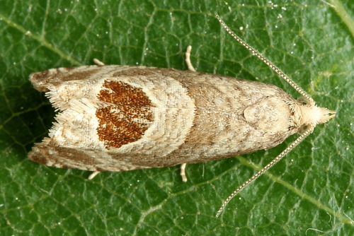 Bramble Shoot Moth