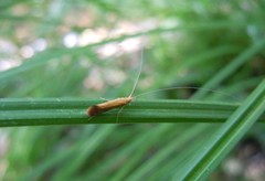 Triaenodes ochreellus