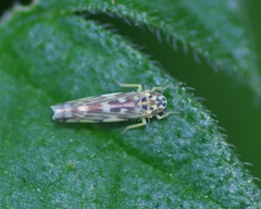 Eupteryx urticae