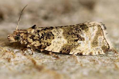 Dusky Leafroller Moth
