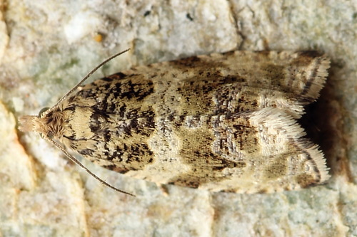 Dusky Leafroller Moth