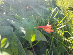 Tropaeolum smithii