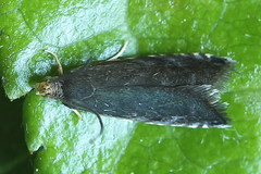 Pammene germmana