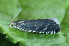 Pammene germmana