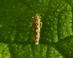 Eupteryx urticae