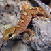 Helmeted Gecko - Photo (c) Jacob Kirkland, some rights reserved (CC BY-NC-SA)