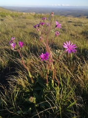Senecio speciosus