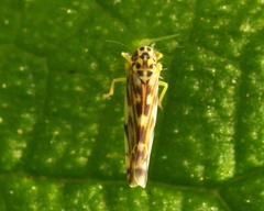 Eupteryx urticae