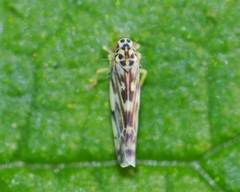Eupteryx urticae