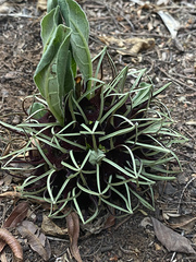 Brachystelma barberae