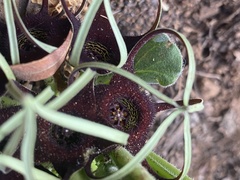 Brachystelma barberae