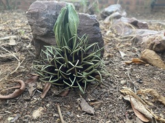 Brachystelma barberae