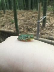 Zhangixalus schlegelii