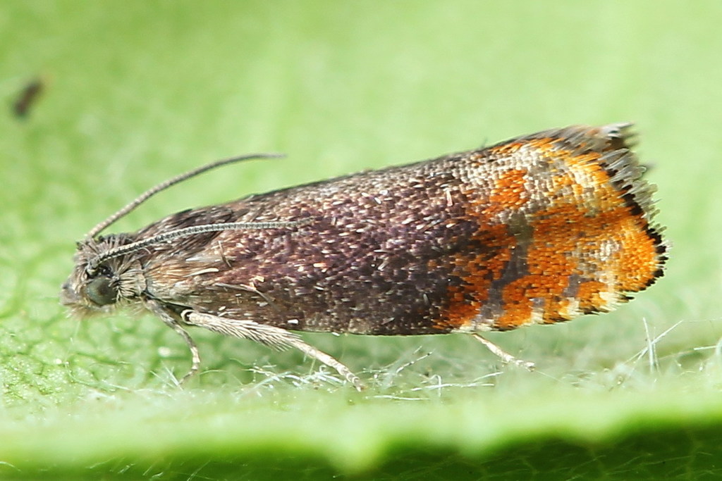 Fruitlet Mining Tortrix
